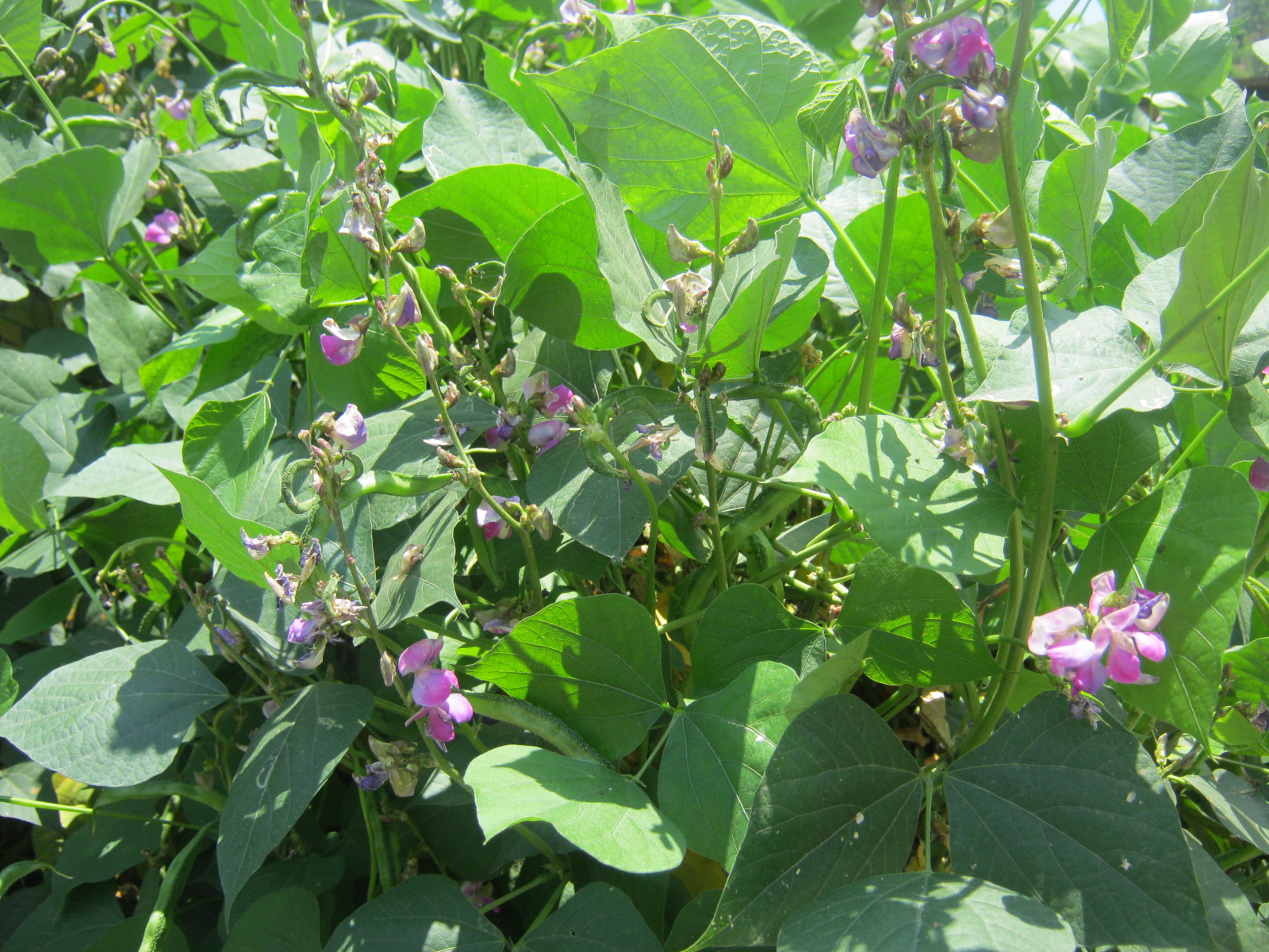 لوبیا سنبلی - معرفی حبوبات